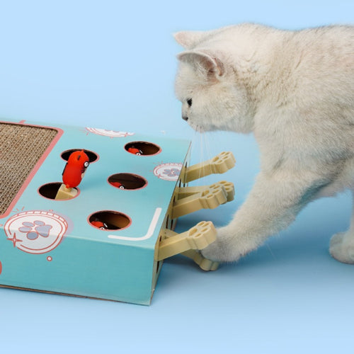 Pet Accessories